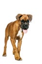 German Boxer puppy (5 month) Royalty Free Stock Photo