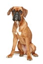 German Boxer puppy sitting on a white background