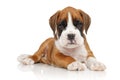 German Boxer puppy on white Royalty Free Stock Photo