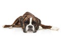 German Boxer resting in front of white background