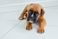 German boxer sick sad puppy is waiting for veterinary
