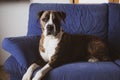 German brown white boxer lying on blue couch. Medium-sized breed dog at home. Royalty Free Stock Photo