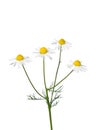 German chamomile (Matricaria chamomilla)