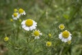 German Chamomile Matricaria chamomilla on green backgrond. Soft focus