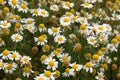 German chamomile - medicinal herb