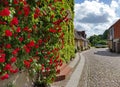 German city Wittstock/Dosse beautiful wall with roses
