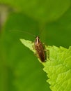 German cockroach (Blattella germanica) insect on leaf.