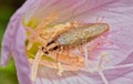 German cockroach (Blattella germanica) pollinating a Pink Evening Primrose wildflower.