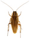 German cockroach