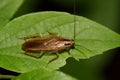German cockroach on a Hackberry leaf Royalty Free Stock Photo