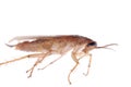 German cockroach isolated Royalty Free Stock Photo
