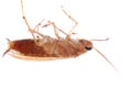 German cockroach isolated Royalty Free Stock Photo