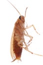 German cockroach isolated Royalty Free Stock Photo