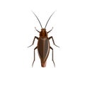 German cockroach vector Royalty Free Stock Photo