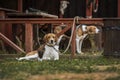 German dog hounds.