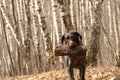 German dog, hunting walks in the woods in the spring, plays with a log