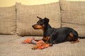 German miniature pinscher pet dog on a sofa with its toy Royalty Free Stock Photo