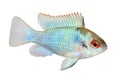 German electric blue ram dwarf cichlid Mikrogeophagus ramirezi aquarium fish Royalty Free Stock Photo