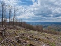German forest dieback in Hesse and cleared areas Royalty Free Stock Photo