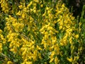 The German greenweed (Genista germanica) growing in park and blooming with yellow flowers Royalty Free Stock Photo