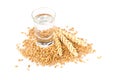 German hard liquor Korn Schnapps in shot glass with wheat grains Royalty Free Stock Photo