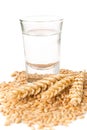 German hard liquor Korn Schnapps in shot glass with wheat grains Royalty Free Stock Photo