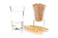 German hard liquor Korn Schnapps in shot glass with wheat grains