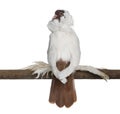German helmet with feathered feet pigeon perched on stick in front of white background