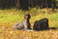 German hunting dog Royalty Free Stock Photo