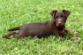 German Hunting Terrier puppy Royalty Free Stock Photo