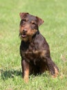 German Hunting Terrier in the spring garden