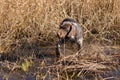 German hunting watchdog drathaar, Beautiful dog portrait