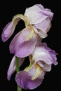 German iris flowers