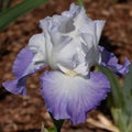 German iris, Iris barbata