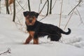 German Jagd Terrier in the snow Royalty Free Stock Photo