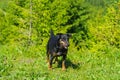 German Jagdterrier in a forest