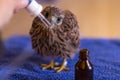 german kestrel gets his medicine on a towel Royalty Free Stock Photo