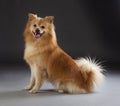 German medium spitz dog Royalty Free Stock Photo