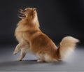 German medium spitz