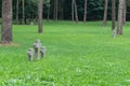 German memorial cemetery near Smolensk in Russia.