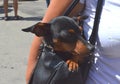 German miniature pinscher pet dog sitting hidden in its owner`s handbag on a busy city street Royalty Free Stock Photo