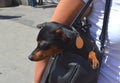 German miniature pinscher pet dog sitting in its owner`s handbag on a busy city street Royalty Free Stock Photo