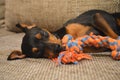 German miniature pinscher pet dog sleeping on a sofa with its toy Royalty Free Stock Photo