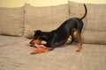 German miniature pinscher pet dog on a sofa with its toy Royalty Free Stock Photo