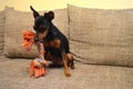 German miniature pinscher pet dog on a sofa with its toy Royalty Free Stock Photo