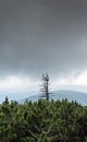 German mountain with pine trees and approaching grey clouds and lone dying tree Royalty Free Stock Photo