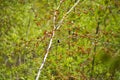 German nature in spring, photographed