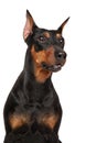 German Pinscher dog on a white background