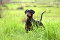 German Pinscher dog Royalty Free Stock Photo