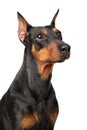 German Pinscher faithfully watching on white background